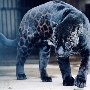 Meet your Posher, Isis